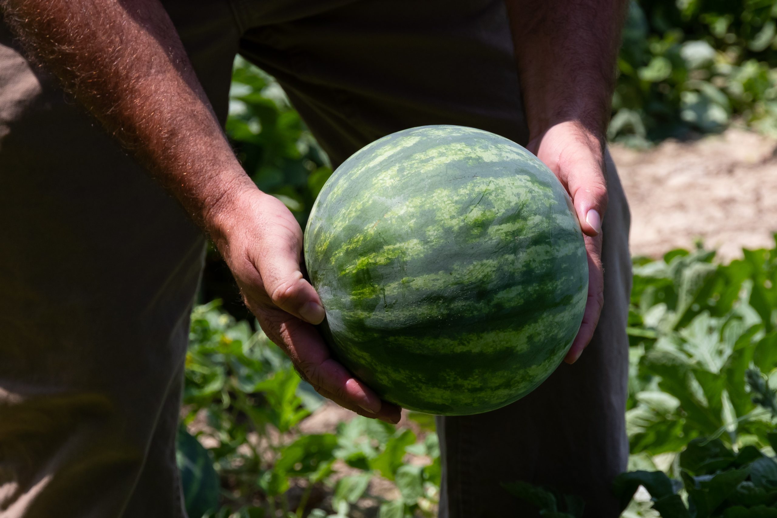 agriculture-close-up-farming-2257345